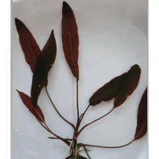 Криптокорина кордата бласса (Cryptocoryne blassii).